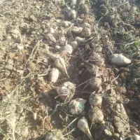 روستای گل زور