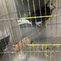 سلام ۲عدد کفتر درجه یک