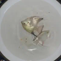 ماهی آنجل|ماهی|میاندوآب, |دیوار