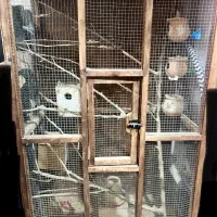 قفس چوبی بزرگ|لوازم جانبی حیوانات|بندر امام خمینی, |دیوار