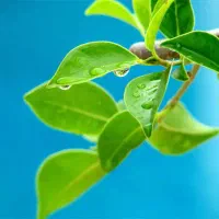 بهترین کود ارگانیک