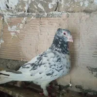 کبوتر فروشی|پرنده|مشهد, نیزه|دیوار