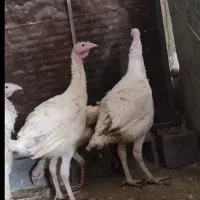 بوقلمون بیوتی گوشتی