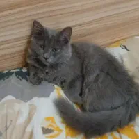 گربه بریتیش