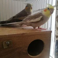 یک جفت عروس بالغ و کارکرده