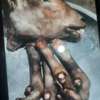 پاک کردن کله پاچه