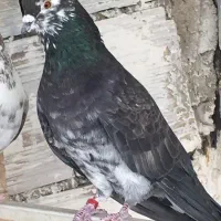 کفتر نر قاره پرشی|پرنده|هشتگرد, فاز ۱ مهستان|دیوار