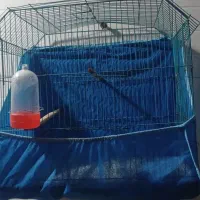 دو عدد مرغ عشق نر|پرنده|خرمشهر, |دیوار