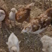 جوجه لوهمن اصیل ۱ روزه|حیوانات مزرعه|کرج, خرمدشت|دیوار