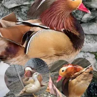 طاووس ماندارین|پرنده|کرج, کمالشهر|دیوار