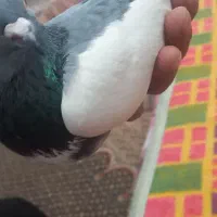 گوآلا نر پوپ لاری آغ