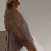 عروس هلندی گمشده