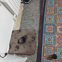 کمربند هیکلی با گلدونی|کیف، کفش، کمربند|تهران, شارق|دیوار