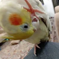 عروس هلندی|پرنده|زرندیه, |دیوار