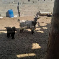 ۳تابز جوان|حیوانات مزرعه|خمینیشهر, |دیوار