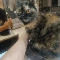 گربه اسکاتیش