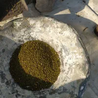 فروش کاه ماشک شلیف کرفته