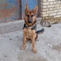 سگ ژرمن شناسنامه دار8ماهه|سگ|آبادان, |دیوار