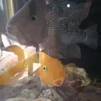 ماهی فلاور|ماهی|مشهد, حجت|دیوار