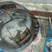 فروش دو عدد قفس