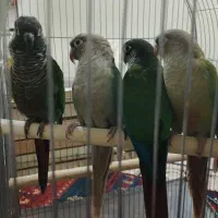 طوطی گرینچیک