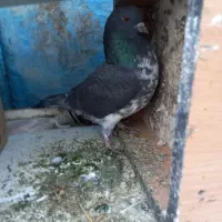 کبوتر|پرنده|بندر ترکمن, |دیوار