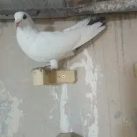 کفتر ماده دمسیاه