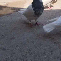 کبوتر