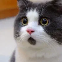 تور کیش قشم چارتری اقساطی