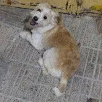 سگ پیدا شده