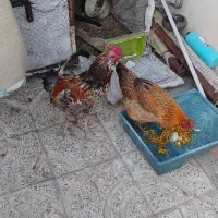حیوان خانگی