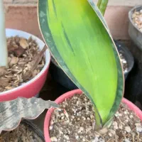 سانسوریا و کاکتوس خاص و کلکسیونی|گل و گیاه طبیعی|تبریز, |دیوار