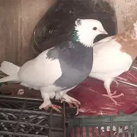 کفتر طوقی فروشی