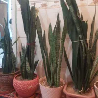 ۸عددگل طبیعی سانسوریا