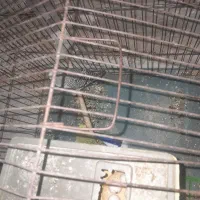 مرغ عشق مولد|پرنده|زاهدان, |دیوار