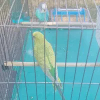 یجفت مرغ عشق|پرنده|اهواز, کوی رمضان|دیوار