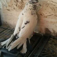 ۱۲ تا کفتر پرشی و ساعت دار|پرنده|آفتاب, |دیوار