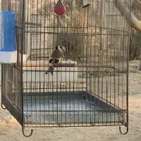 سهره تعداد|پرنده|تهران, مینای شمالی (مخبر)|دیوار