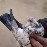 ۵ عدد کفتر کار درست