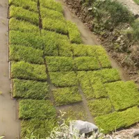 تیم پر محصول آماده نشا