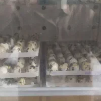 بلدرچین ،جوجه یک روزه|حیوانات مزرعه|مشهد, دهشک|دیوار