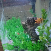 آکواریوم نو سالم|ماهی|خمینی‌شهر, |دیوار