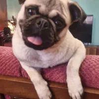 پاگ تربیت شده|سگ|پردیس, فاز ۳|دیوار