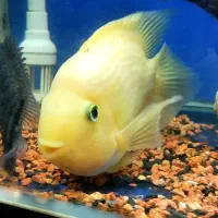 پرت کینگ سایز