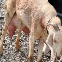 بز نجدی|حیوانات مزرعه|برخوار, |دیوار