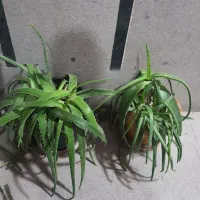 فروش چند گیاه آپارتمانی