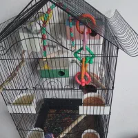 ۶ جفت مرغ عشق به فروش می‌رسد به شرط تخم گذاشتن