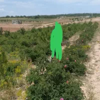 زمین کشاورزی