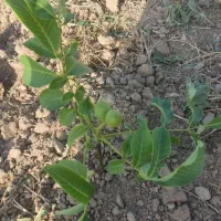 نهال|خدمات باغبانی و درختکاری|الیگودرز, |دیوار