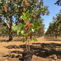 نهـال پسته مناسب برای کشت تجاری و صادراتی|گل و گیاه طبیعی|شیراز, احمدی جنوبی|دیوار